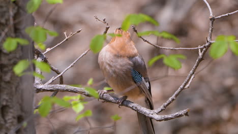 Eurasian-jay--Perched-on-a-tree