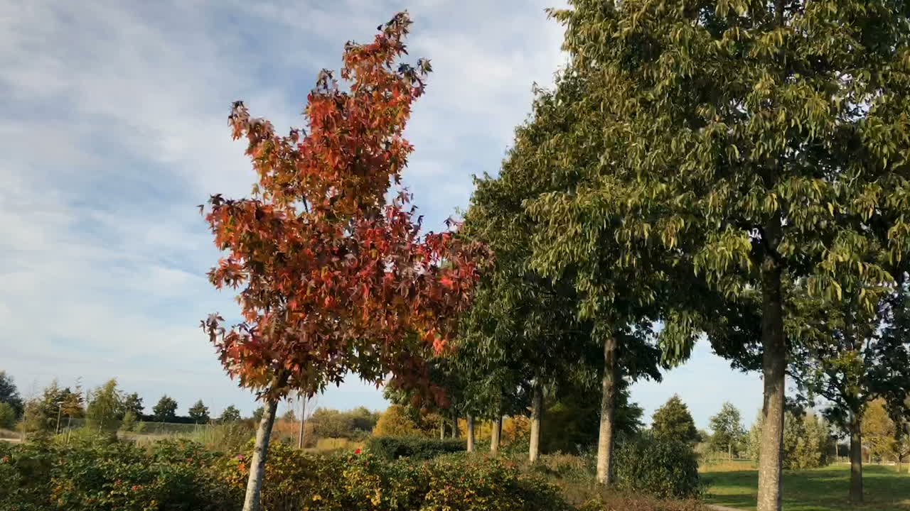 árboles de otoño meciéndose en el viento