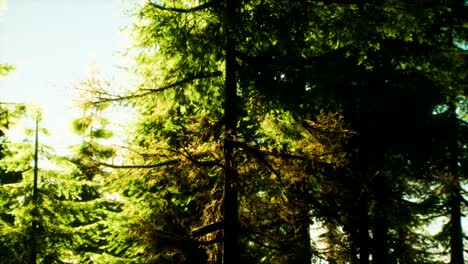 green cone trees in bright sun light