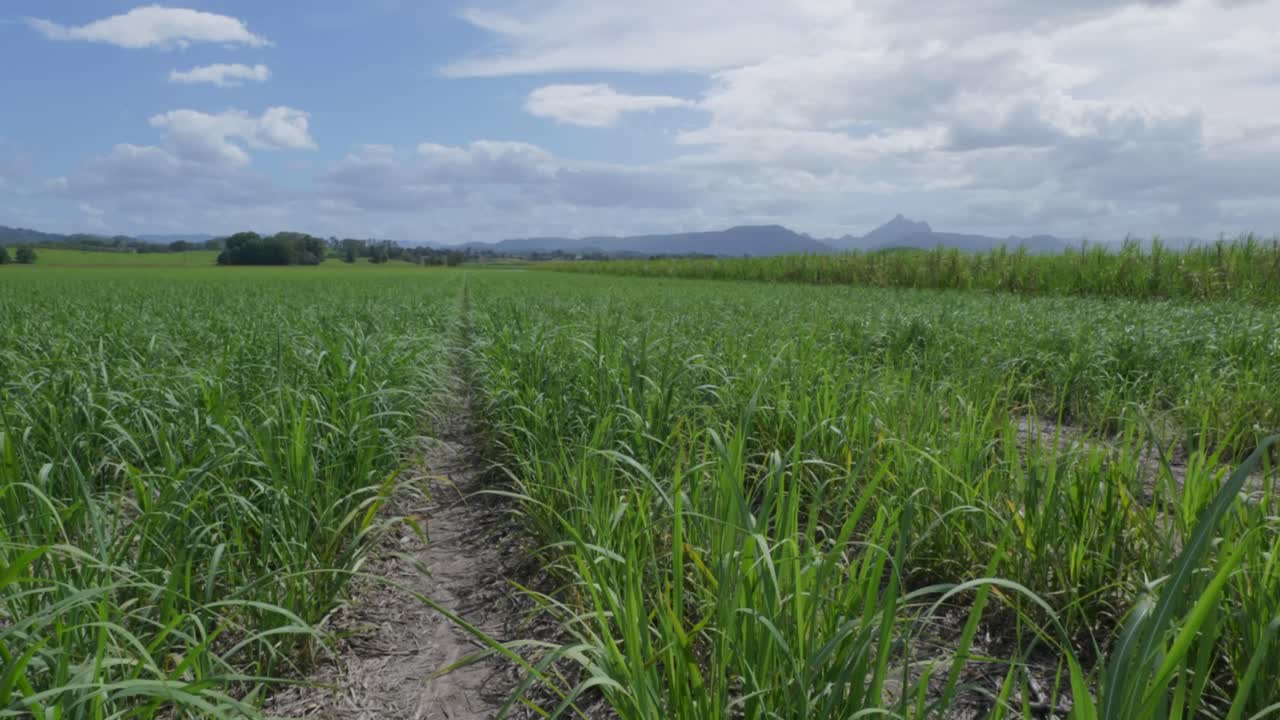 Majestic mountains rise in the distance, framed by lush green sugar cane fields swaying gently under a bright sky.