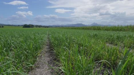majestic mountains rise in the distance, framed by lush green sugar cane fields swaying gently under a bright sky.
