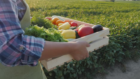 el granjero lleva una caja con verduras y verduras a lo largo de su campo