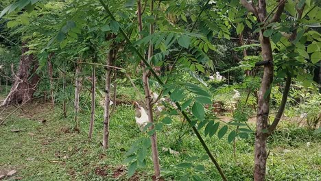 pollos y gallos picoteando por comida en una zona de hierba verde