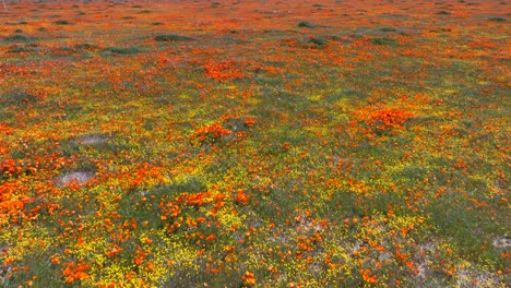 poppies and colorful wildflowers in antelope valley at springtime - aerial flyover