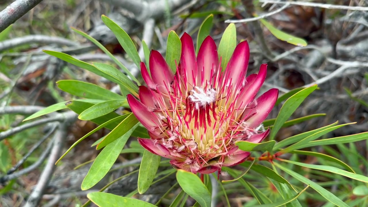 Vibrante fiore di Protea che sboccia tra rami contorti a Cape Point in Sudafrica.