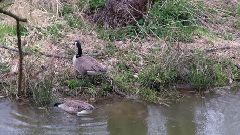 Un-Par-De-Gansos-De-Canadá-Nadando-En-Un-Estanque-Junto-A-La-Orilla-Cubierta-De-Hierba-En-Un-Día-De-Primavera-Nublado