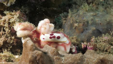 Nudibranquio-Colorido-Sentado-Sobre-Una-Suave-Esponja-De-Mar