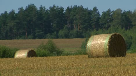 rollos de paja en una gran pradera