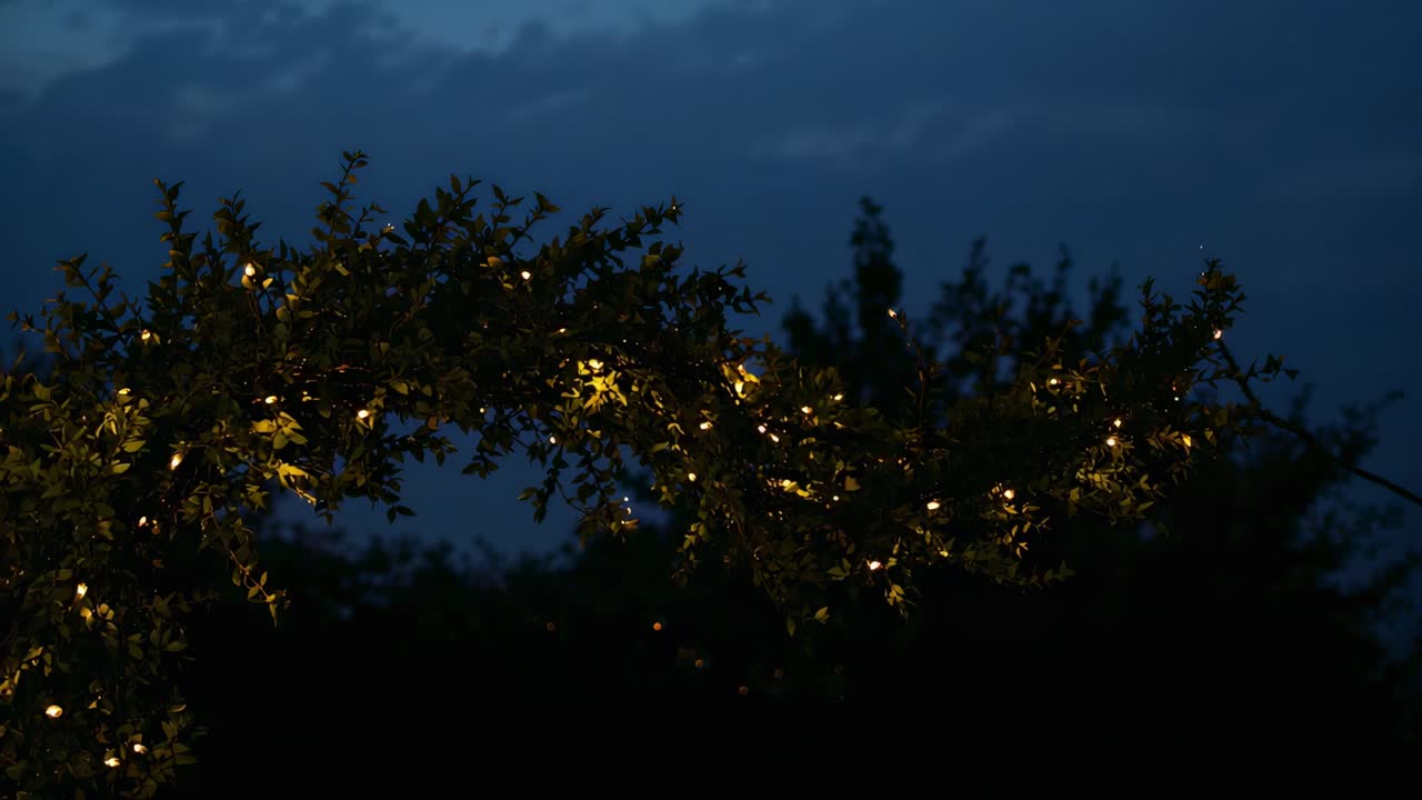 Illuminazione di un ramo drappeggiato con lucine bianche calde da giardino, interruttore che si sposta per illuminare le foglie