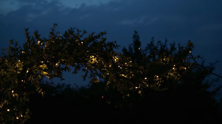 Illuminazione di un ramo drappeggiato con lucine bianche calde da giardino, interruttore che si sposta per illuminare le foglie