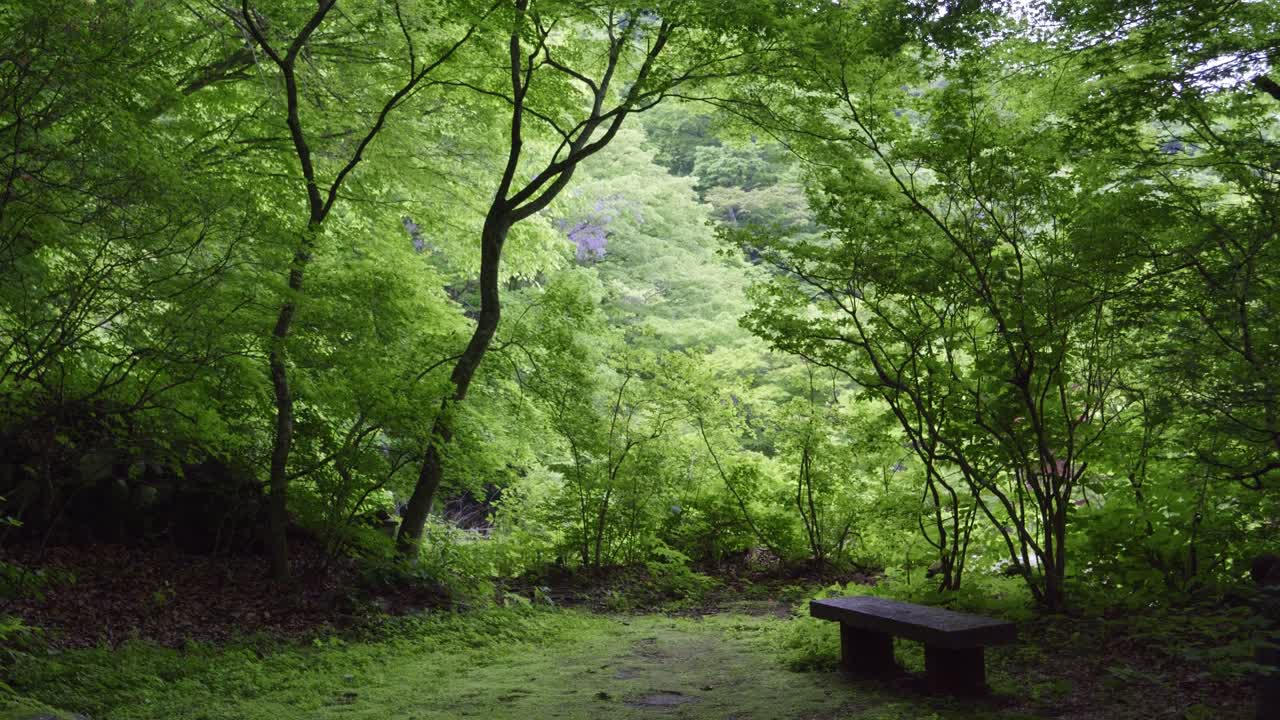 Stunning cinematic slider over lush, deep dark forest with small bench