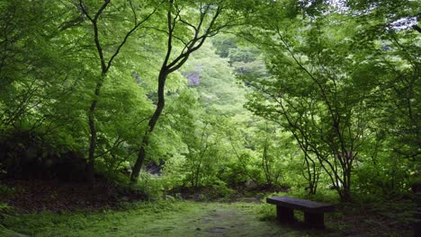 stunning cinematic slider over lush, deep dark forest with small bench