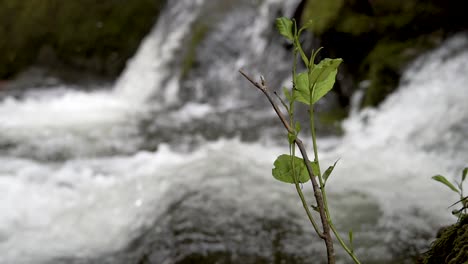 Pequeña-Rama-Con-Hojas-Verdes-Que-Crecen-Junto-A-Una-Pequeña-Cascada-En-Un-Arroyo-De-Montaña