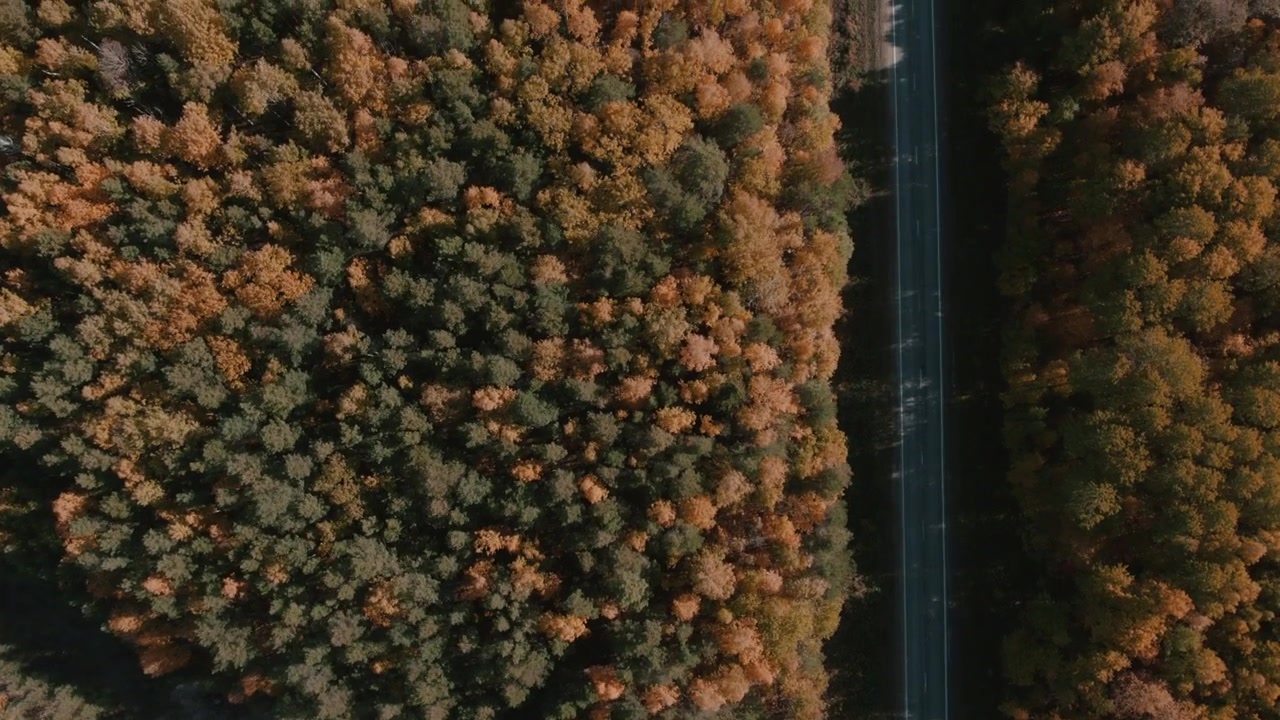 Filmato drone dall'alto di una strada asfaltata che divide un denso bosco autunnale con cime degli alberi arancioni e verdi nella regione dei Monti Urali, Russia, suggestiva vista di viaggio nella natura.
