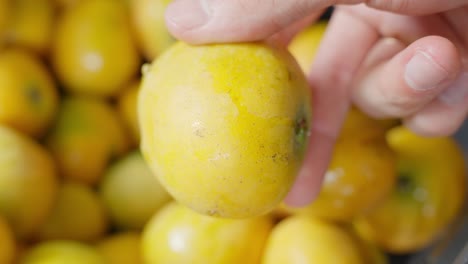 hand-picking-mangoes-from-baskets-in-market-fruit-stand,-handheld-closeup