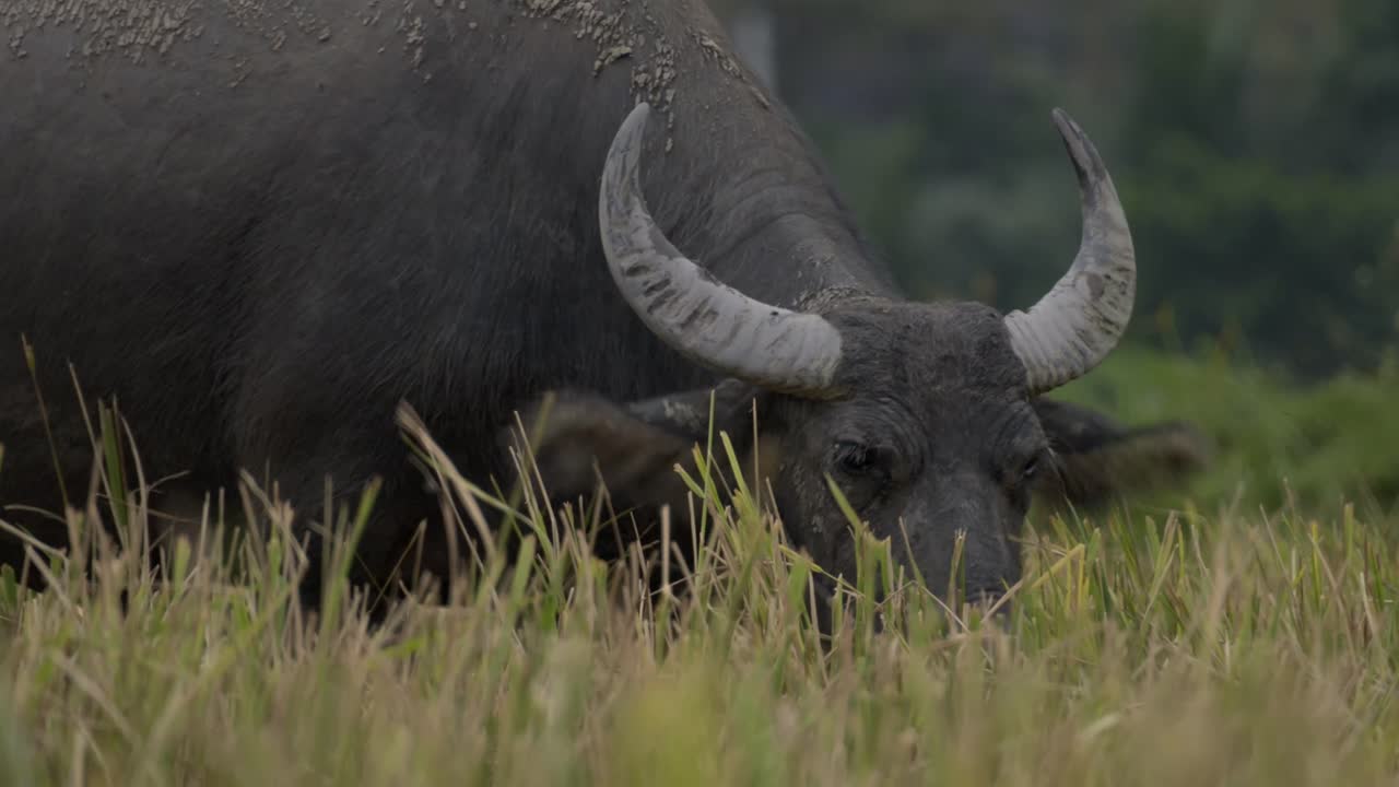 베트남 가우르 소가 긴 풀에서 먹이를 먹고 있다