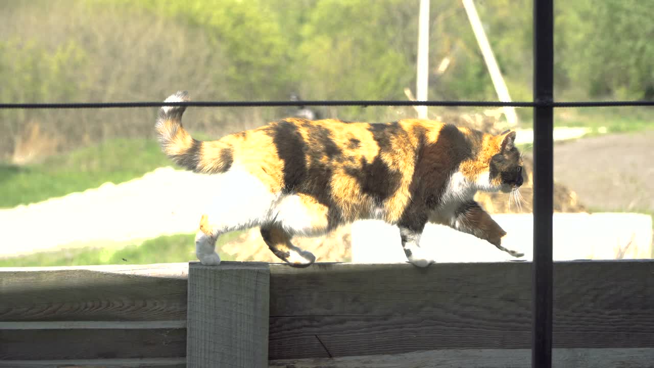 거리 고양이. 거리에서 사는 고양이