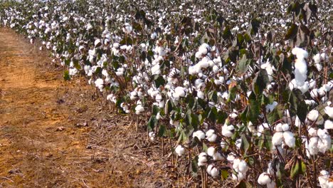 handheld shot of field of cotton ready to harvest.