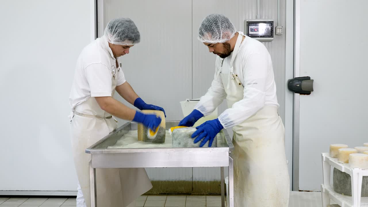 men washing and rubbing cheese shapes- Diary Cheese factory