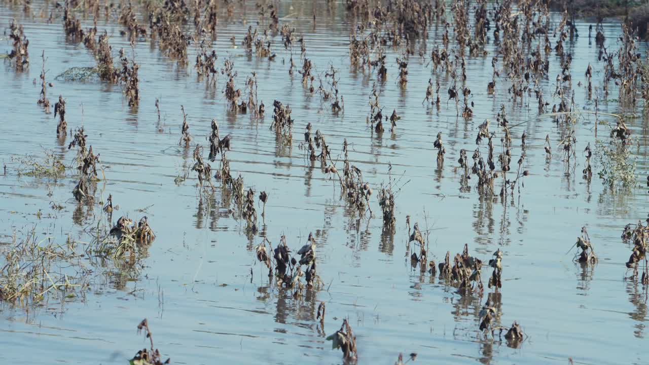 물에 잠긴 농경지의 수중 면화 식물 클로즈업, 잘랄푸르 피르왈라, 펀자브, 파키스탄
