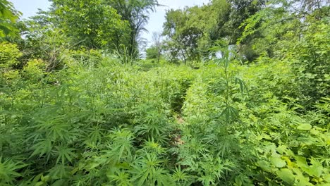 a vibrant, full-frame shot of a path winding through a thick, lush undergrowth of greenery