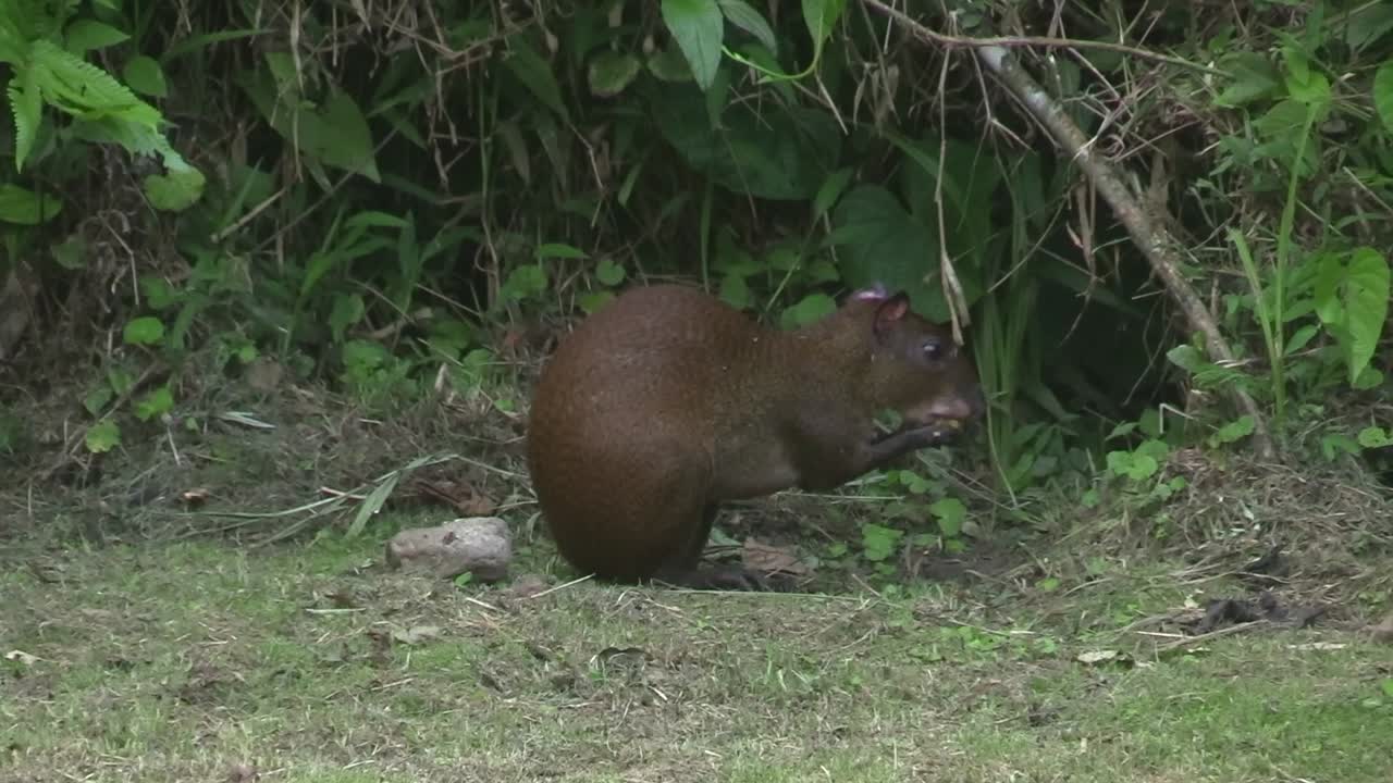 A Costa Rican Agouti rodent quietly enjoying a piece of fruit before going into it's hole in the ground - Close up