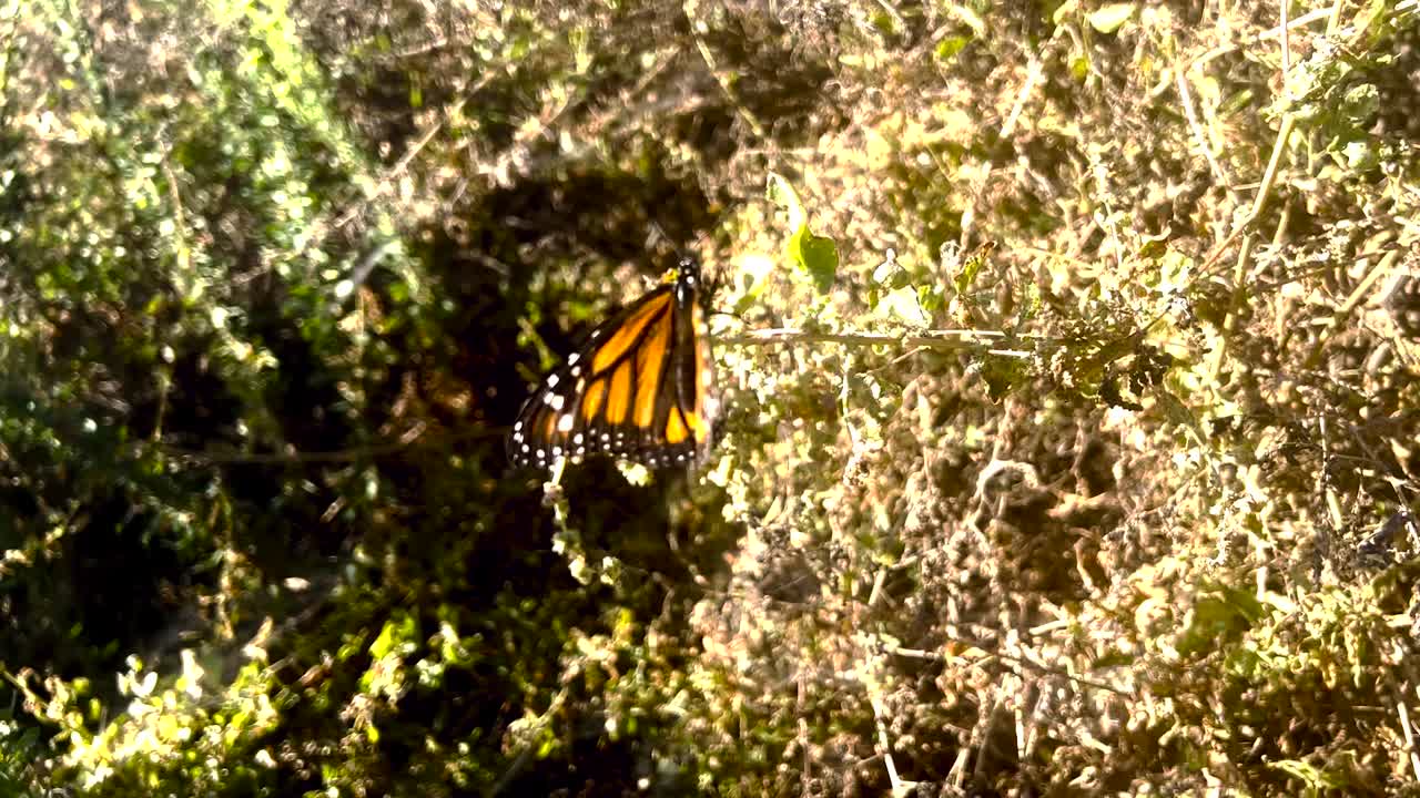 una mariposa monarca agita lentamente sus alas mientras está asentada en una planta y luego vuela lejos