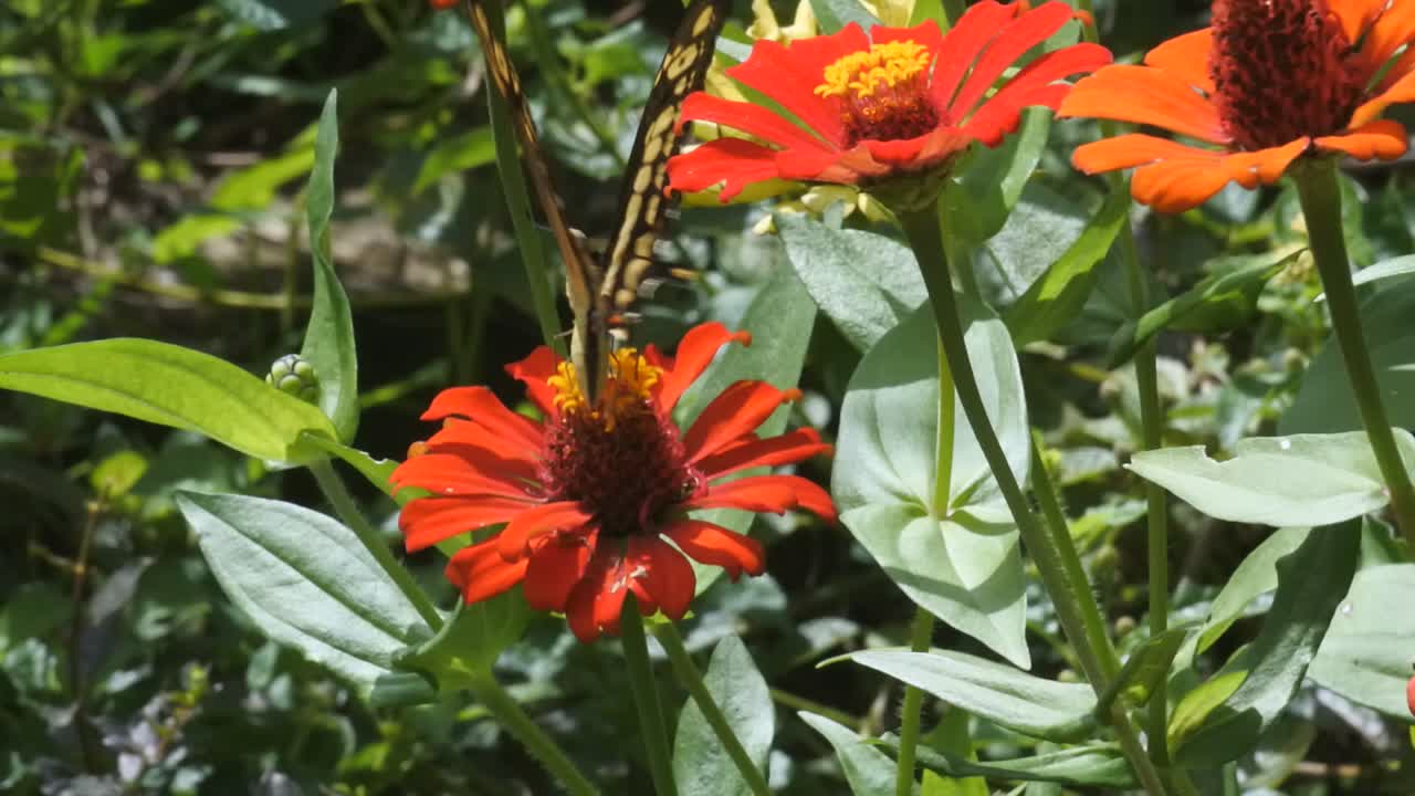 una mariposa monarca alimentándose de una flor