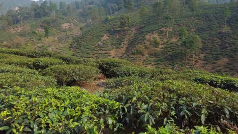 toma de drone o toma de movimiento del jardín de té