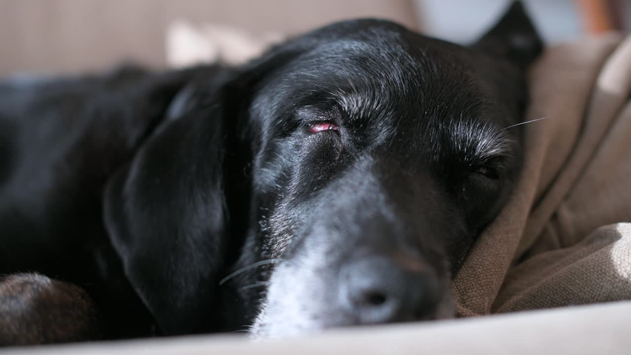 노인 블랙 라브라도르 가 소파 에서 편안 하게 잠을 자고 있다