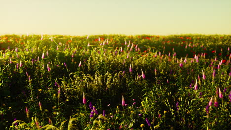 Wildwiese-Mit-Blühenden-Wildblumen-Im-Sanften-Frühen-Morgen--Oder-Sonnenuntergangssonnenlicht