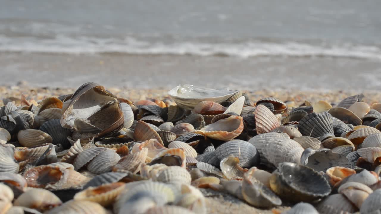 Conchiglie sulla sabbia. Scatto con lo sfondo di un'onda