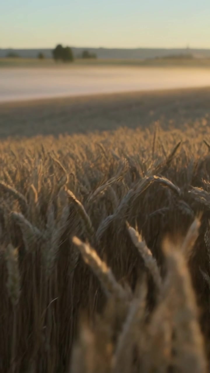 Video verticale: Spighe di grano che ondeggiano al vento mentre la telecamera si muove rivelando alberi distanti e campi coltivati