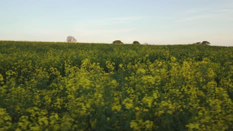 Langsamer-Spaziergang-Durch-Ein-Feld-Leuchtend-Gelber-Rapsblüten-In-Der-Nähe-Von-Leamington-Spa-Mit-Goldenem-Licht-Am-Frühen-Abend