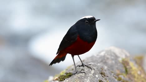 el colirrojo de cabeza blanca es conocido por su hermosa corona blanca, alas de color azul oscuro negruzco y marrón debajo de las plumas y su cola comienza con rojo