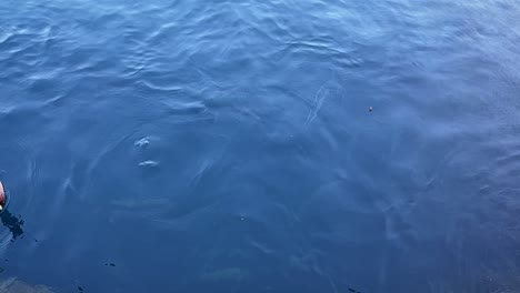 slow motion of salmon being fed, ducks trying to grab remains
