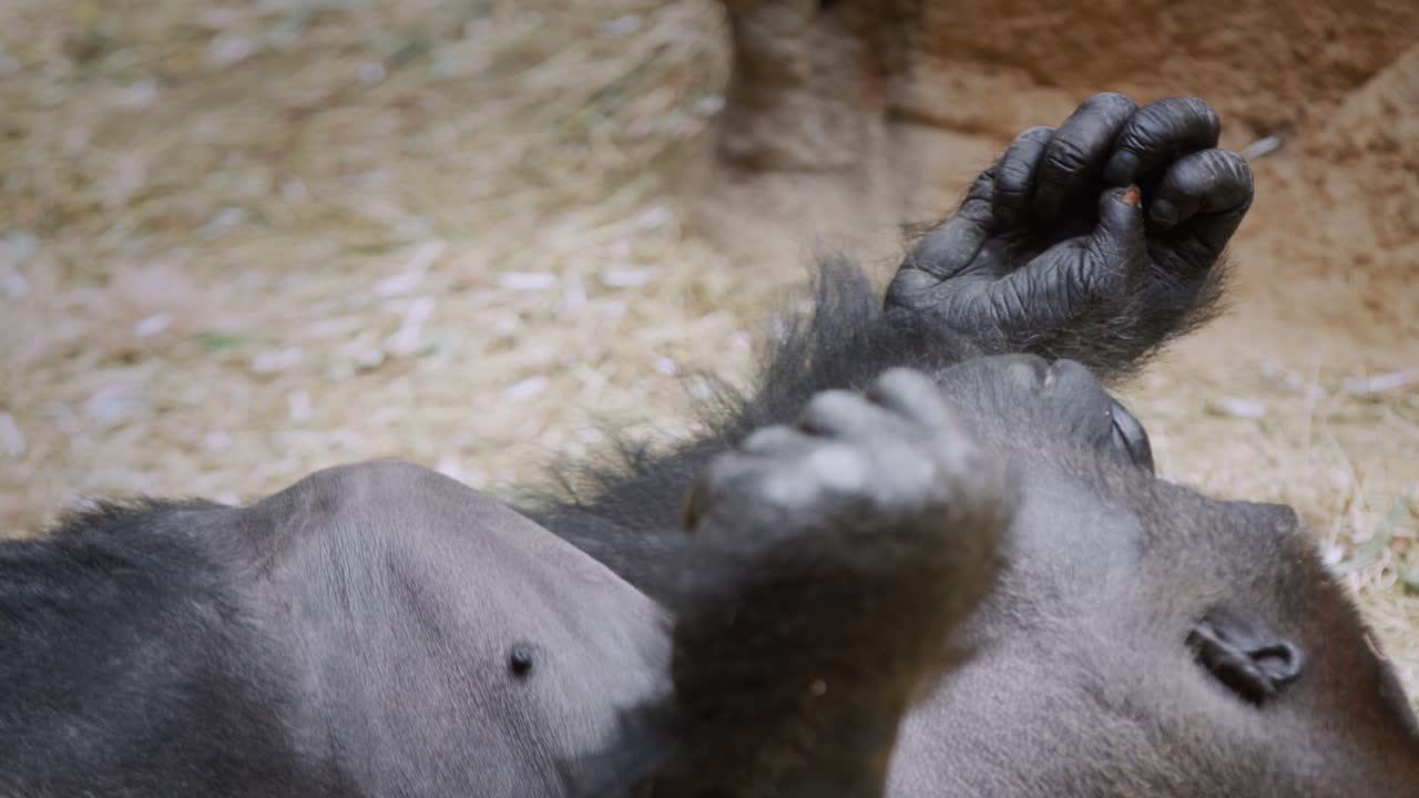 Il gorilla è sdraiato sulle rocce, guardandosi le dita.