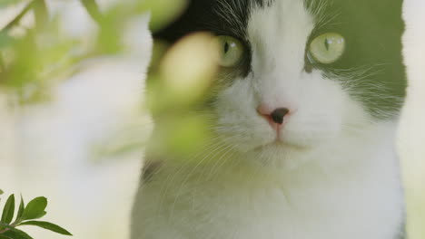 black and white cat in a bush