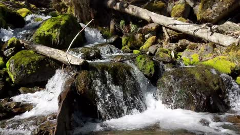 water flowing over rocks covered by moss in the forest of the olympic national forest