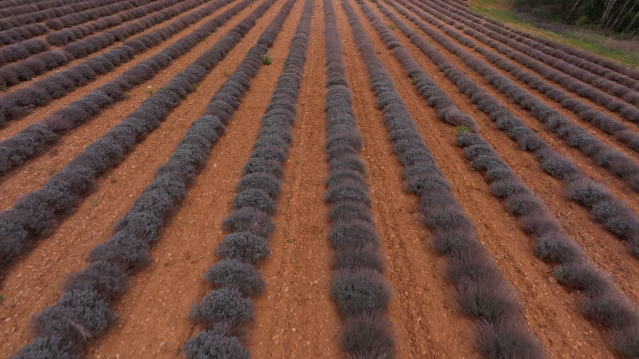 Aerial view of blooming lavender herbs across sunlit Provence farmland