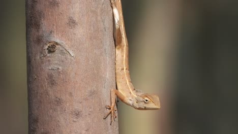 Lagarto-En-El-árbol---Esperando-Comida---Cazar-