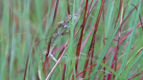 Cute-Green-Chameleon-Climbing-Cautiously-Slow-On-Branches,-Close-Up