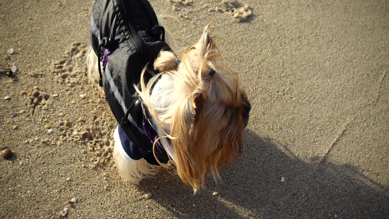 Yorkshire terrier sulla spiaggia. Movimento lento. Riprese sulla spiaggia
