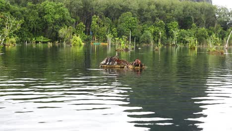 kayakers navigate serene canal in lush krabi