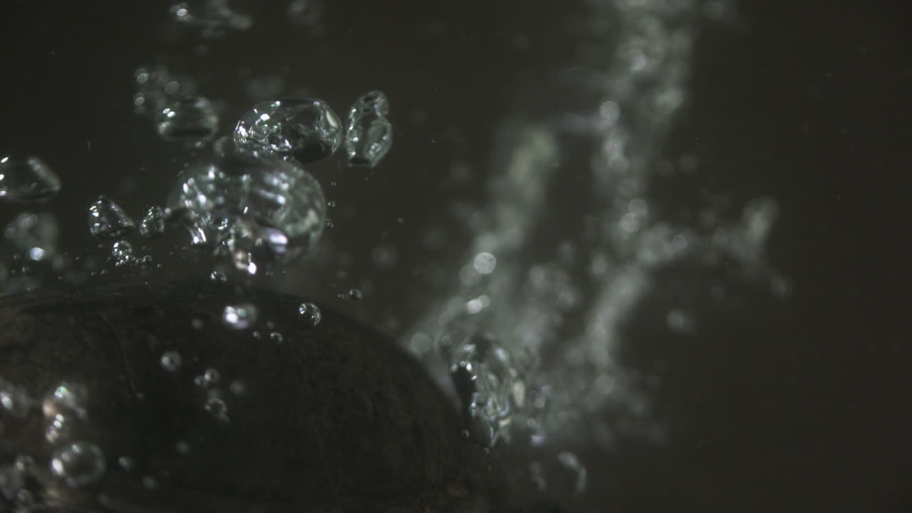 sumergiendo a la tortuga mordedora en agua turbia - tortuga almizclera stinkpot