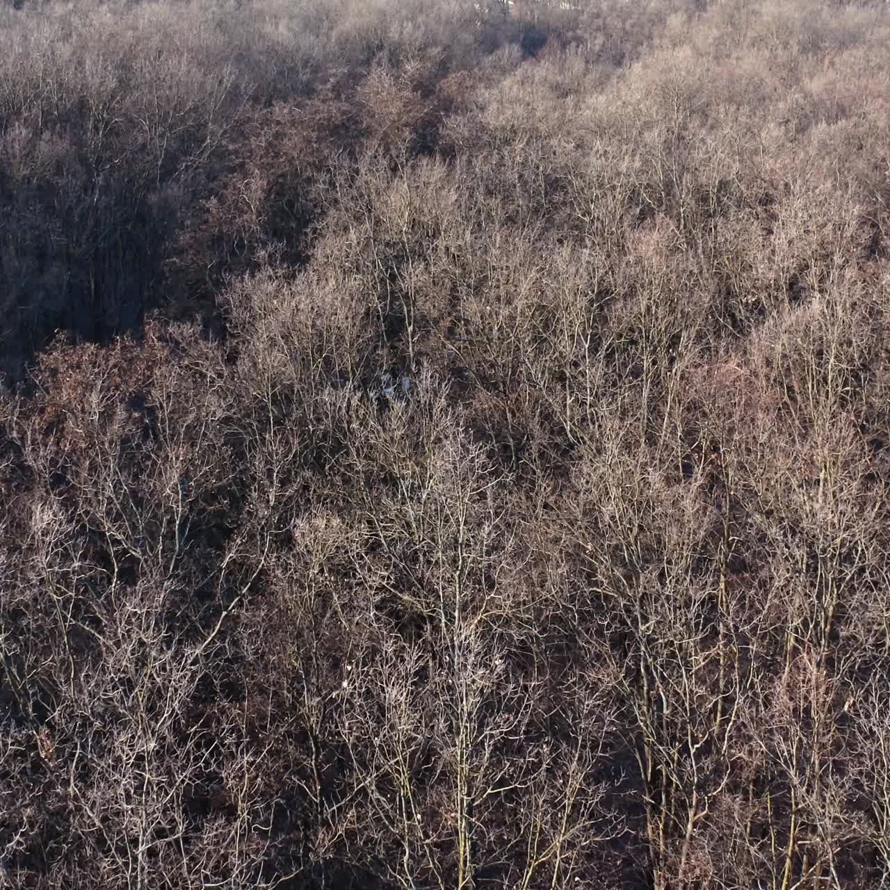 Flying over winter forest