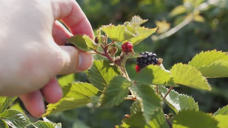 Wider shot picking blackberries from backyard bush, sunny sping time in slowmotion