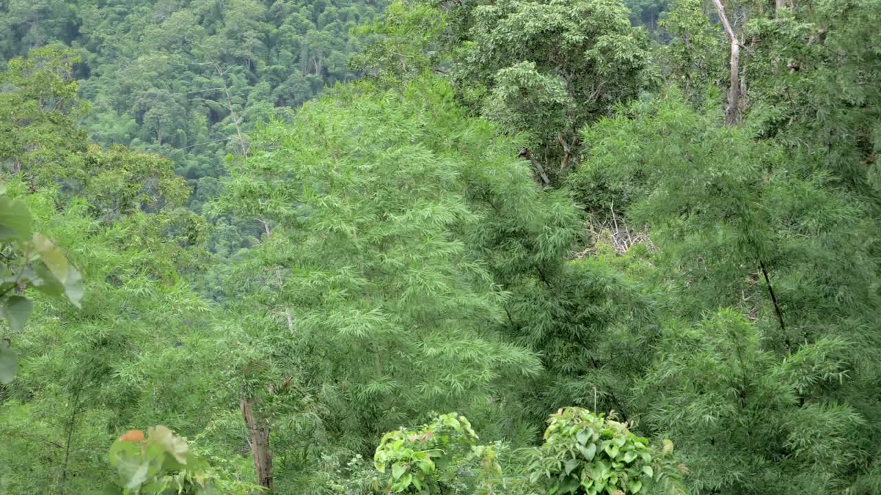 숲의 영상은 여러 종류의 나무와 대나무가 바람과 함께 움직이는 것을 보여줍니다.