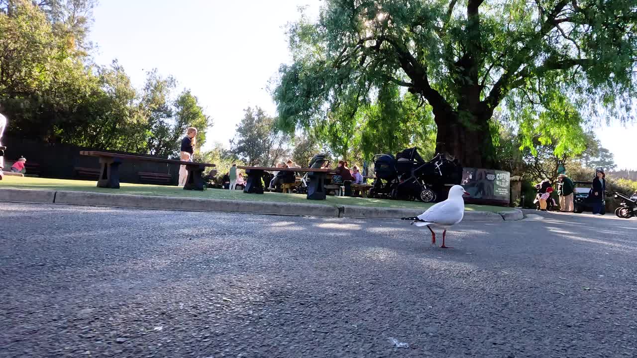 호랑이 가 공원 을 걸어다니고 있다