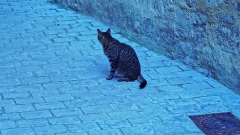 cat sits on the ground on a small street in france and yawns